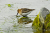 Fjallmurra / Calidris alpina