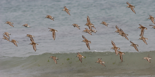 Fjallmurra / Calidris alpina