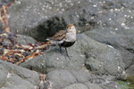 Fjallmurra / Calidris alpina