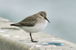 Fjallmurra / Calidris alpina