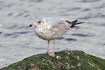 Larus delawarensis