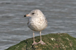 Larus delawarensis