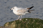 Larus delawarensis