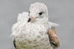 Larus delawarensis