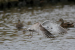 Larus delawarensis