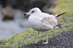 Larus delawarensis