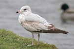 Larus delawarensis