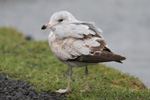 Larus delawarensis