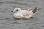 Larus delawarensis