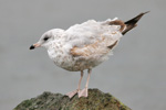 Larus delawarensis