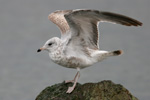 Larus delawarensis