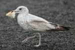 Larus delawarensis