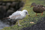 Larus delawarensis