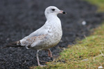 Larus delawarensis