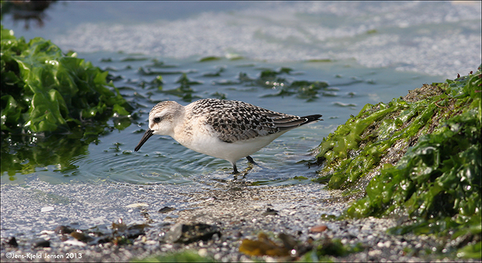 Sandgrlingur / Calidris alba