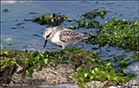 Sandgrlingur / Calidris alba