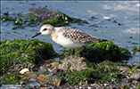 Sandgrælingur / Calidris alba