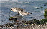 Sandgrælingur / Calidris alba