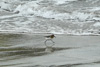 Sandgrælingur / Calidris alba