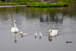 Svanur / Cygnus cygnus, Trshavn 26.06.2010