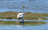 Whooper Swan / Cygnus cygnus