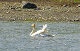 Whooper Swan / Cygnus cygnus