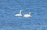 Whooper Swan / Cygnus cygnus