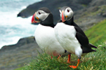 Lundar / Lunder / Puffins