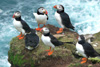 Lundar / Lunder / Puffins.