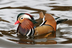 Seglont / Mandarin Duck / Aix galericulata