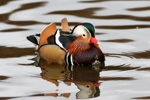 Seglont / Mandarin Duck / Aix galericulata