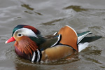 Seglont / Mandarin Duck / Aix galericulata