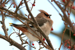 Reyðstapi / Bombycilla garrulus