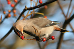 Waxwing / Bombycilla garrulus 2012