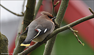 Waxwing / Bombycilla garrulus, Tórshavn 12.11.2012