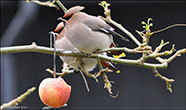 Waxwing / Bombycilla garrulus, Tórshavn 12.11.2012