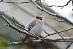 Reyðstapi / Bombycilla garrulus