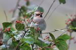 Reyðstapi / Bombycilla garrulus