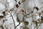 Reyðstapi / Bombycilla garrulus