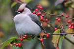 Reystapi / Bombycilla garrulus