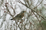 Fjalltrstur / Turdus pilaris