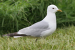 Skatumsi / Larus canus