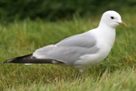 Skatumsi / Larus canus