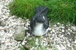 Lri / Puffinus puffinus chick