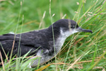 Lri / Puffinus puffinus chick