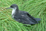 Líri / Puffinus puffinus chick