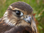 Falco columbarius 
