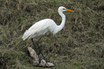 Great white Egret / Ardea alba