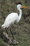 Silvurhegri / Egretta alba