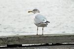 Fiskimsi  vetrarbna /larus argentatus in winther plumage